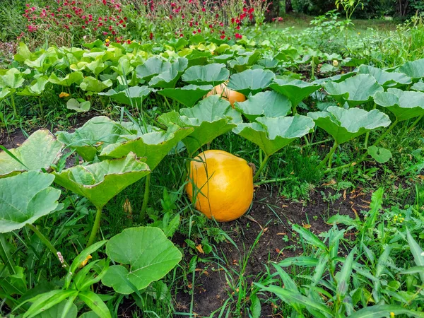 Duża Pomarańczowa Dynia Rosnąca Trawie Liście Ogrodzie Ogrodnictwo Uprawy Warzyw — Zdjęcie stockowe