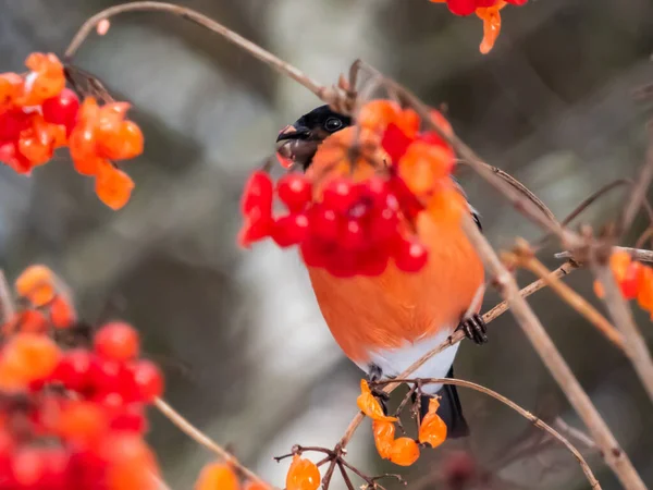 Ptaszek Czerwony Eurazjatycki Pyrrrhula Pyrhula Siedzący Gałęzi Róży Ryżowej Viburnum — Zdjęcie stockowe