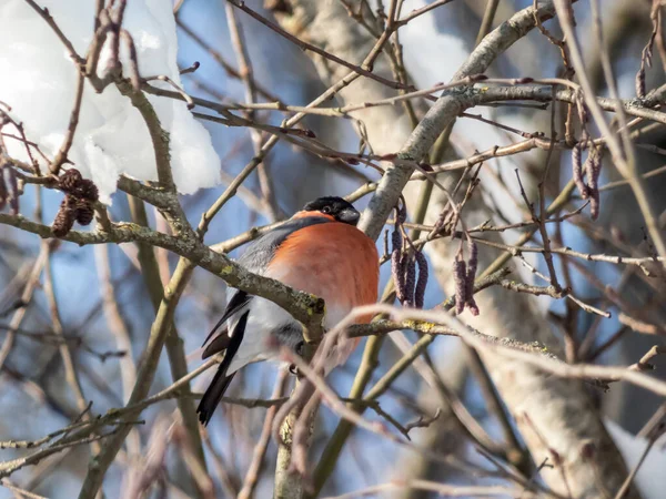 Αρσενικό Της Ευρασιατικής Bullfinch Pyrrhula Pyrrhula Κάθεται Κλαδιά Ενός Δέντρου — Φωτογραφία Αρχείου