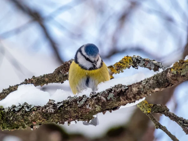 Eurasian Blue Tit Cyanistes Caeruleus Sittting Branch Blurred Background Park — Foto de Stock