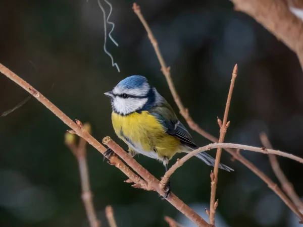 Eurasian Blue Tit Cyanistes Caeruleus Sittting Branch Blurred Background Park — Foto de Stock