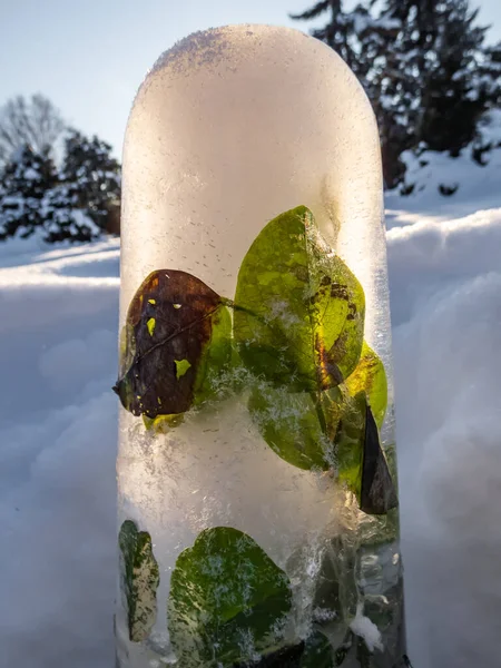 凍結した水の中の花は 目に見える泡と明るい日差しの中で氷の中で上昇した 庭で冬の屋外装飾 Diy工芸品 — ストック写真