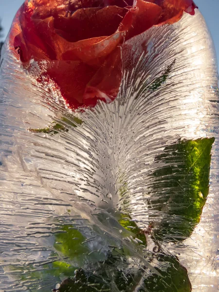 凍結した水の中の花は 目に見える泡と明るい日差しの中で氷の中で上昇した 庭で冬の屋外装飾 Diy工芸品 — ストック写真