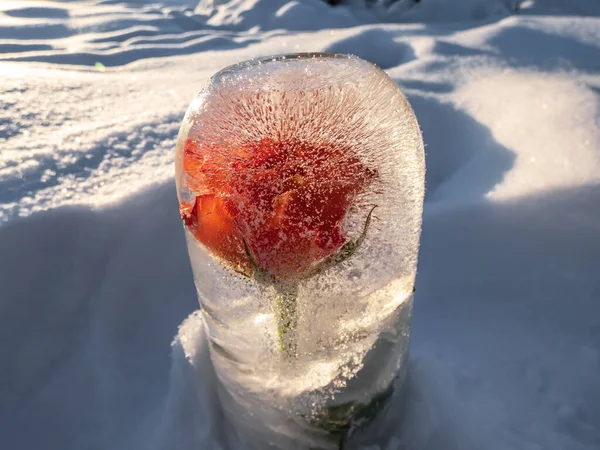 Bloem Bevroren Water Steeg Ijs Fel Zonlicht Met Zichtbare Bellen — Stockfoto