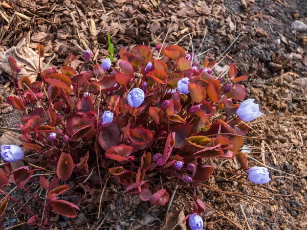 Małe Delikatne Urocze Wiosenno Kwitnące Azjatyckie Liście Bliźniacze Jeffersonia Dubia — Zdjęcie stockowe