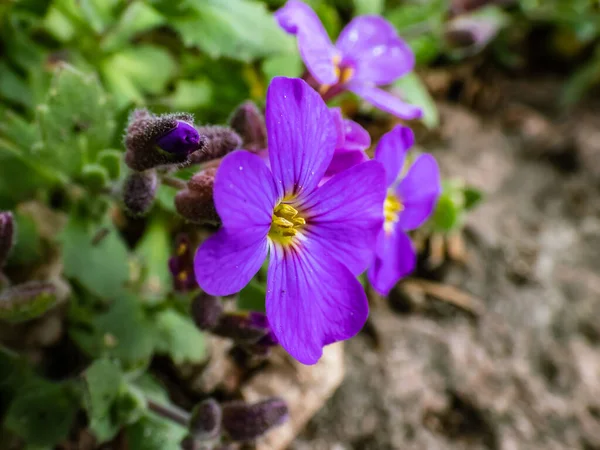 Macro Tiro Delicado Ornamental Evergreen Planta Agrião Rocha Aubrieta Cultorum — Fotografia de Stock