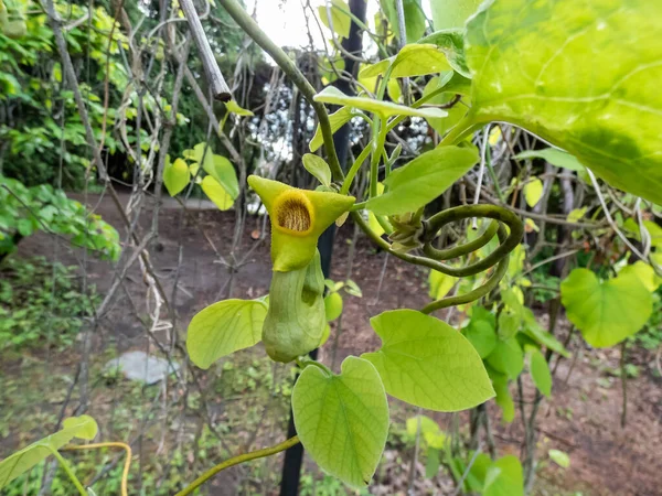 Květ Holandské Dýmky Nebo Potrubí Aristolochia Macrophylla Velké Listy Skvrnité — Stock fotografie