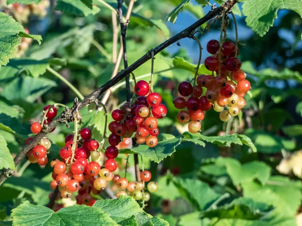 未成熟和成熟的红醋栗 红醋栗 在树枝之间的绿叶在明亮的阳光下 夏天的味道 — 图库照片