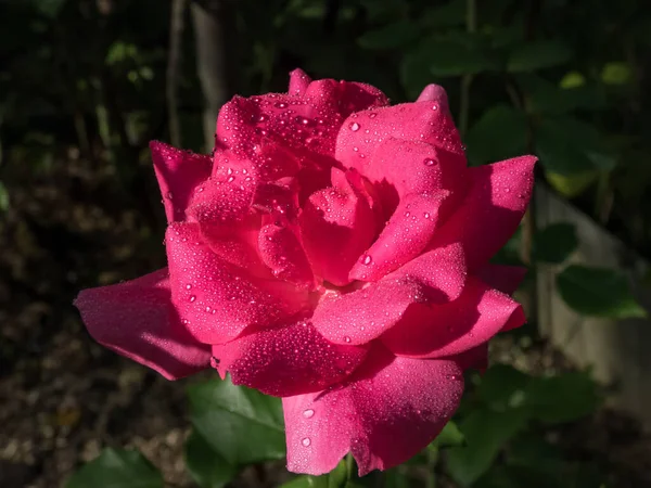 Close Van Mooie Helder Roze Fuchsia Roos Met Dauwdruppels Bloemblaadjes — Stockfoto