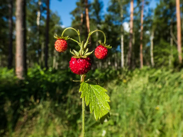 Single Plant Wild Strawberry Fragaria Vesca Perfect Red Ripe Fruits — Stock Photo, Image