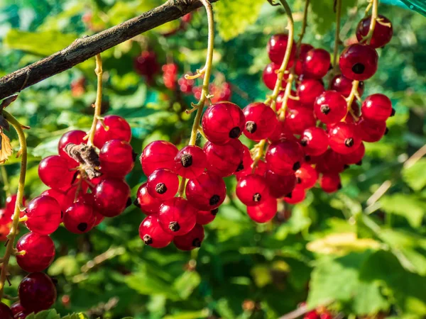 Macro Grosellas Rojas Maduras Perfectas Ribes Rubrum Rama Entre Hojas — Foto de Stock