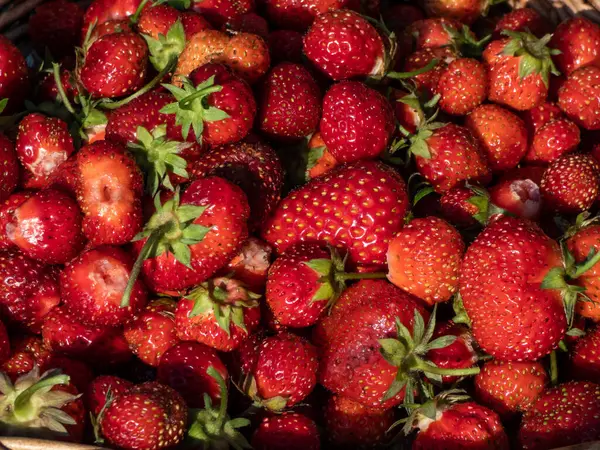 Makroaufnahme Detaillierter Roter Reifer Erdbeeren Mit Grünen Blättern Verschiedenen Größen — Stockfoto