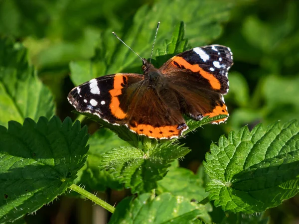 Dorsal View Medium Sized Butterly Red Admiral Vanessa Atalanta Black — Stock Photo, Image