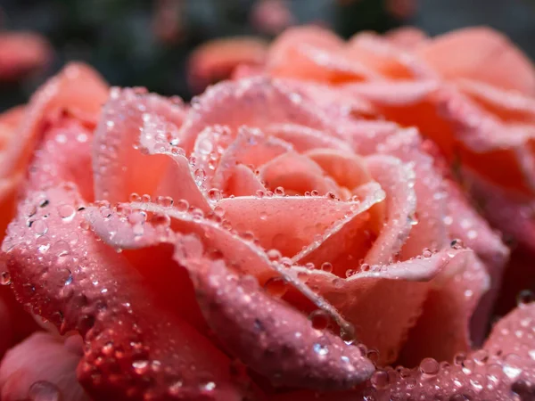 Close Beautiful Perfect Pink Rose Dew Drops Petals Early Morning — Stock Photo, Image