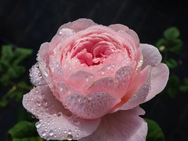Close Van Delicate Roze Roos Met Dauwdruppels Bloemblaadjes Vroeg Ochtend — Stockfoto