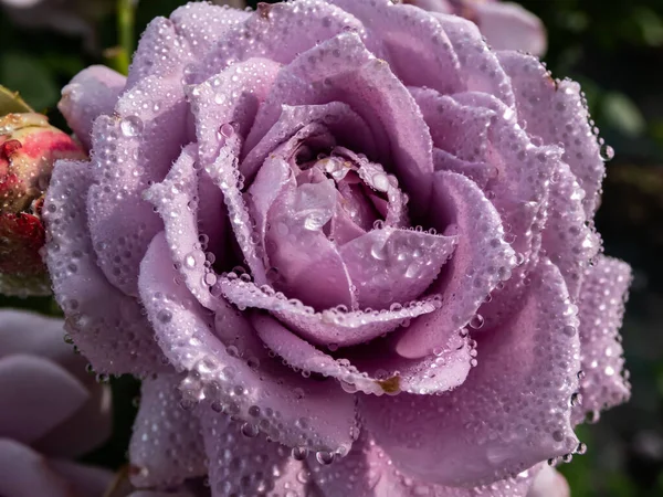 Close Beautiful Perfect Lilac Violet Rose Dew Drops Petals Early — Stock Photo, Image