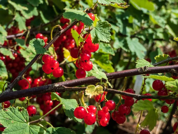 Reife Rote Johannisbeeren Ribes Rubrum Zweig Zwischen Grünen Blättern Strahlend — Stockfoto