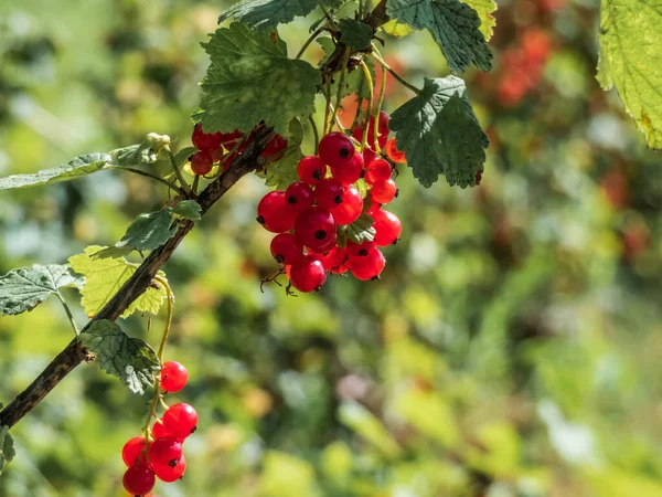 Grosellas Rojas Maduras Ribes Rubrum Rama Entre Las Hojas Verdes — Foto de Stock