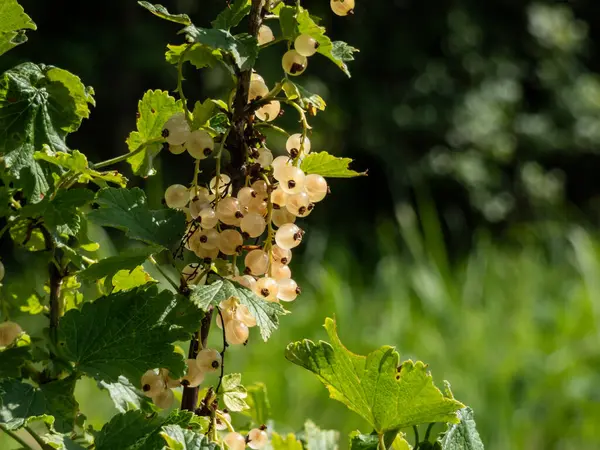 Perfecte Rijpe Witte Aalbessen Ribes Rubrum Tak Tussen Groene Bladeren — Stockfoto