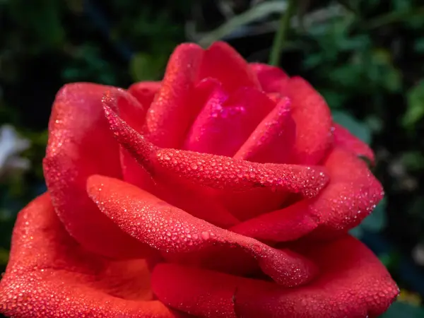 Close Van Prachtige Perfecte Rode Roos Met Dauwdruppels Bloemblaadjes Vroeg — Stockfoto