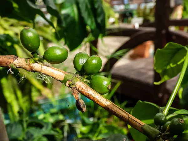 Szczelnie Ujęcie Zielonych Owoców Kawy Rosnących Gałęziach Kawy Arabskiej Lub — Zdjęcie stockowe