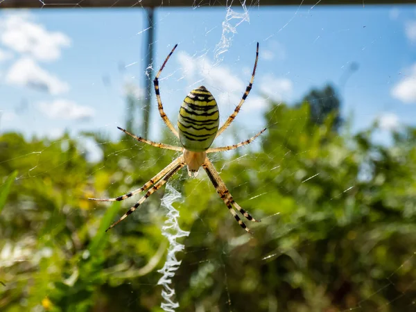 Argiope Bruennichi 사진은 배경에 거미집에 매달려 인상적 노란색 과검은 무늬가 — 스톡 사진