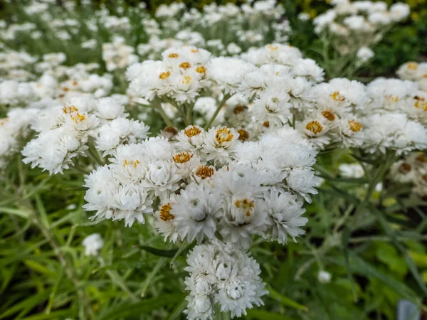 庭で西洋ナシの黄色から黄色の花までの小さな白のマクロ永遠のまたは梨の永遠の アナファリスマルガリタセア — ストック写真