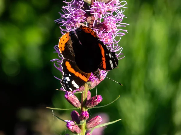 Dorsal View Medium Sized Butterly Red Admiral Vanessa Atalanta Black — Stock Photo, Image