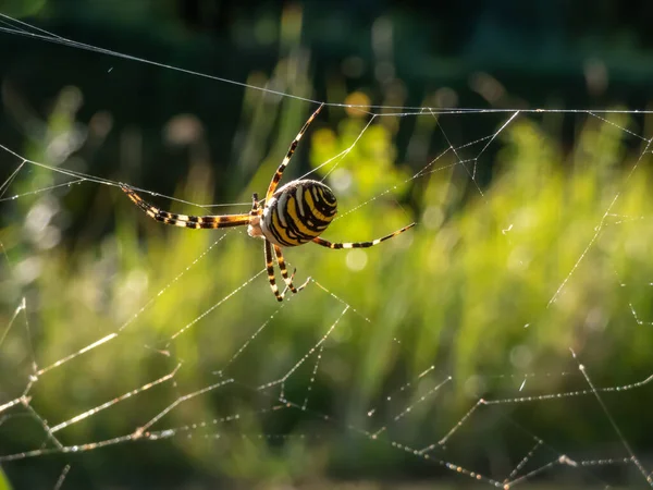 Macro Adulto Araña Avispa Femenina Argiope Bruennichi Que Muestra Llamativas — Foto de Stock