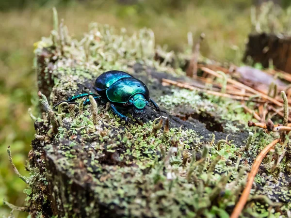 Makro Skott Beutiful Dor Skalbagge Eller Vår Dor Skalbagge Trypocopris — Stockfoto