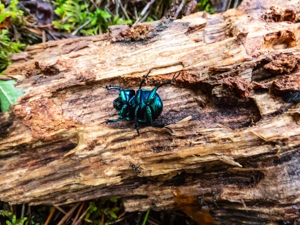 Μακρο Πλάνο Του Beutiful Dor Beetle Σκαθάρι Ελατηρίου Dor Trypocopris — Φωτογραφία Αρχείου