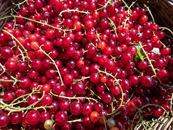 Full Wooden Basket Perfect Ripe Red Currants Ribes Rubrum Sunlight Royalty Free Stock Images