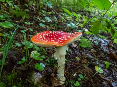 Büyük, kırmızı zehirli mantar Fly Agaric (Amanita Muscaria) mantarı, sonbahar ormanı arka planında yeşil bitkilerle çevrili bir ormanda beyaz siğilli ve görünür beyaz peçeli.
