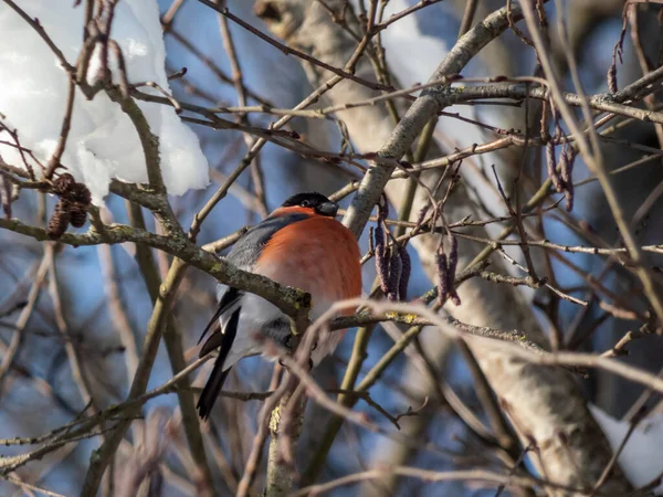 Αρσενικό Της Ευρασιατικής Bullfinch Pyrrhula Pyrrhula Κάθεται Κλαδιά Ενός Δέντρου — Φωτογραφία Αρχείου