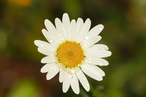 damla üzerinde yeşil bir arka plan ile bir papatya