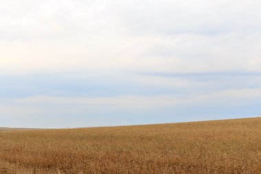 alan dağlık manzara buğday bulutlu gökyüzü yaz
