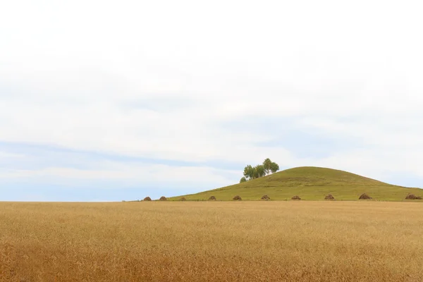 Campo paesaggio collinare di grano cielo coperto estate — Foto Stock