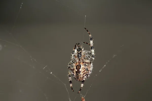 Yaz aylarında ormandaki bir web üzerinde büyük bir örümcek