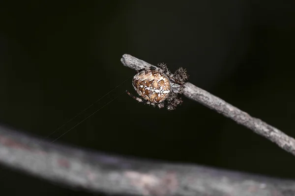 Большой паук на паутине в лесу летом — стоковое фото