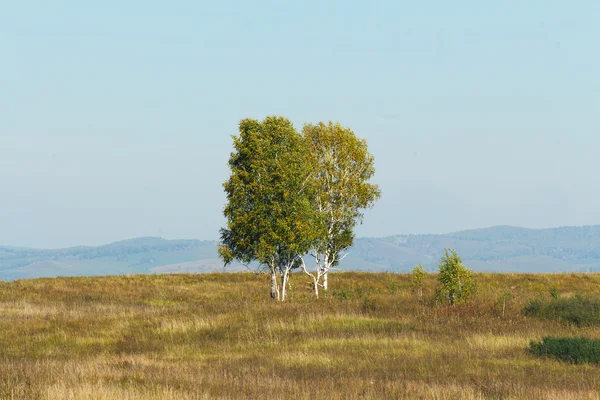 Alanında iki huş ağacı