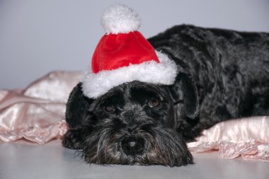 Noel'den nefret ediyorsun.