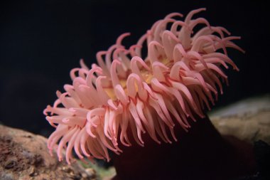 The marine anemone clipart
