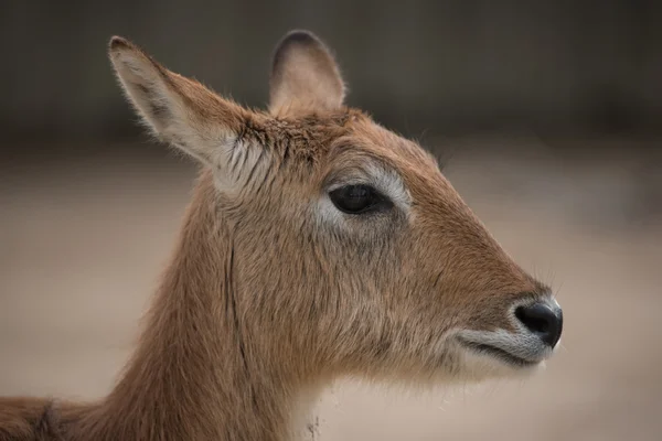 Tête de biche — Photo