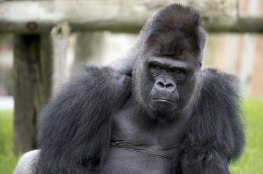 Atalarımızın kıllı