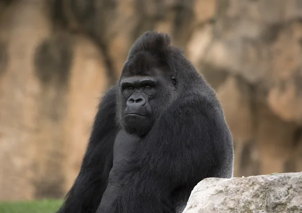 Atalarımızın kıllı