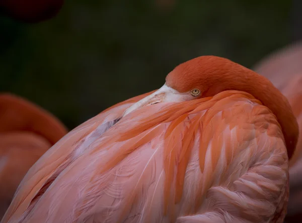 Mooie roze flamingo — Stockfoto