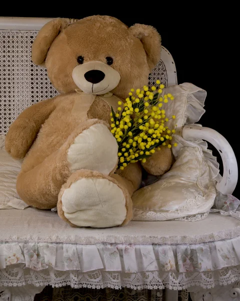 Teddy bear 8 marca — Zdjęcie stockowe