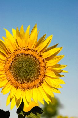 Yeşil tarlada sarı ayçiçeği ve mavi gökyüzü.