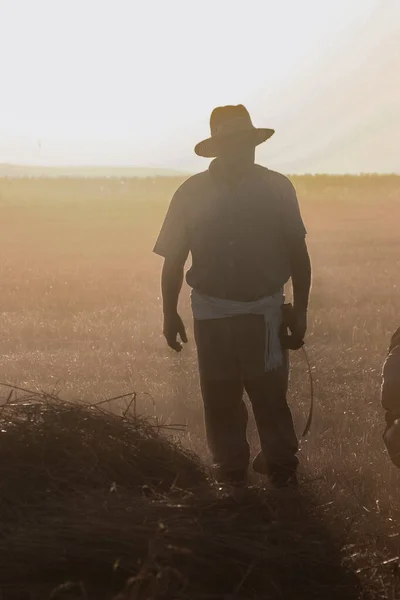 Hasır şapkalı adam buğday hasat ediyor.