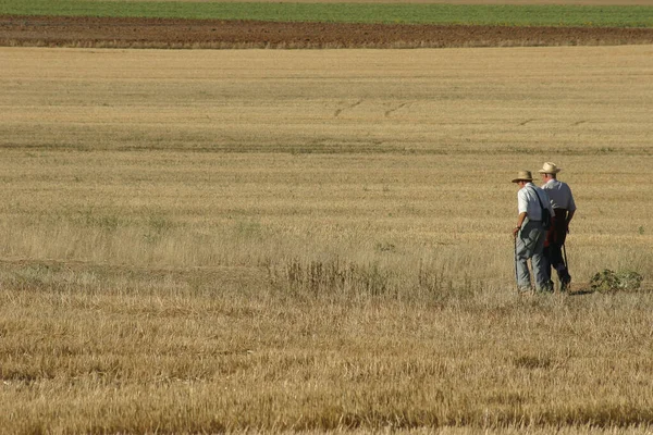 İki yaşlı adam tarlada geziniyor buğday harman zemininde